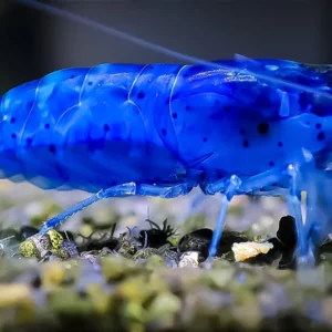 Neocaridina Blue Velvet Shrimp