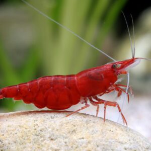 Neocaridina Red Cherry Shrimp